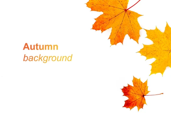 Herbst Hintergrund mit gelb und — Stockfoto