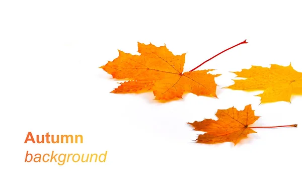 Sarı sonbahar arka plan ve