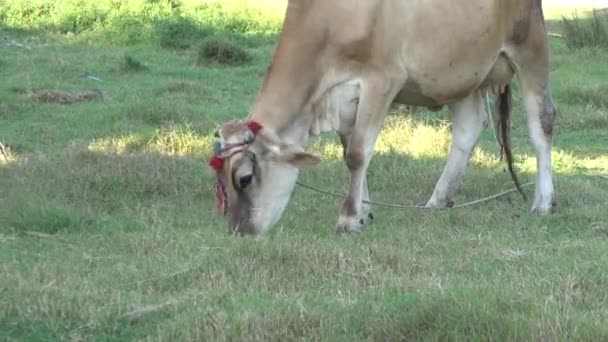 Vaca pastando verde — Vídeos de Stock