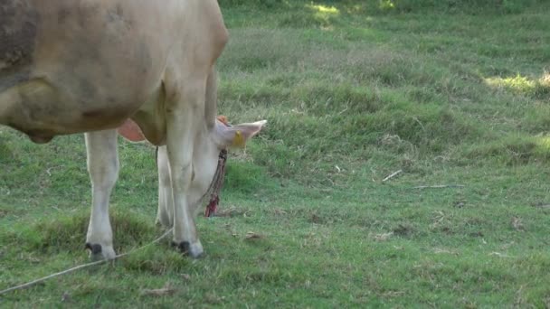 Vaca pastando verde — Vídeos de Stock