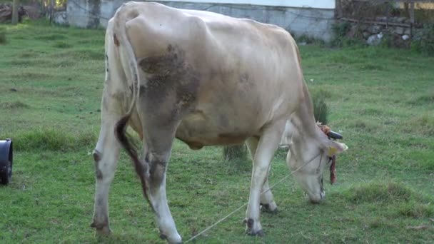 Vaca verde pastagem — Vídeo de Stock