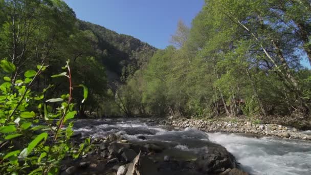 Fluss und Bäume schöne Szene — Stockvideo