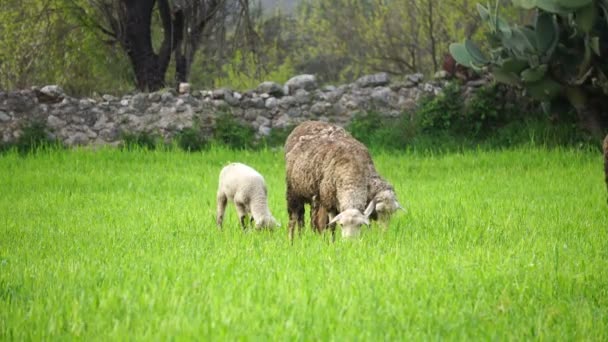 Le pecore si nutrono di erba — Video Stock