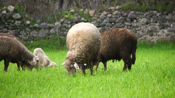 die Schafe fressen Gras