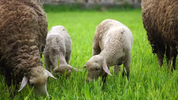 Les moutons se nourrissent d'herbe — Video