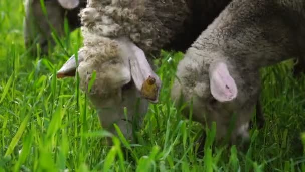 Овцы питаются травой — стоковое видео