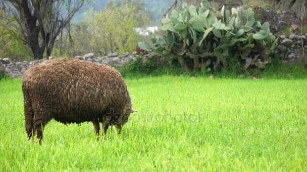 Las ovejas se alimentan de hierba — Vídeo de stock