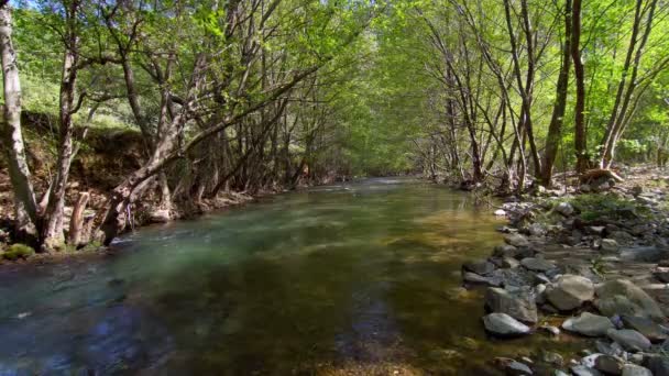 Fluss und Bäume schöne Szene — Stockvideo