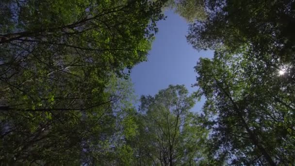 Nature et arbres 