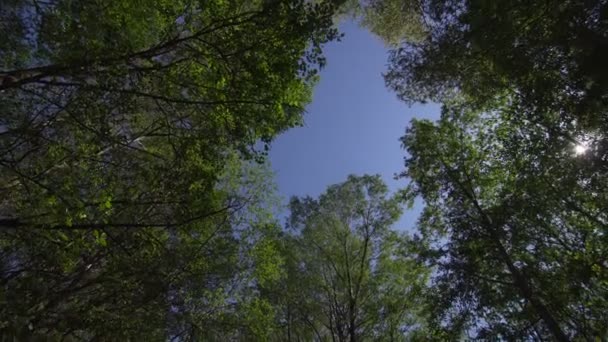 Natur og træer – Stock-video