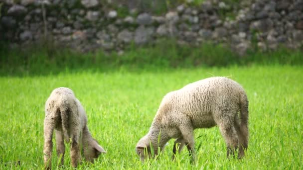 Las ovejas se alimentan de hierba — Vídeos de Stock