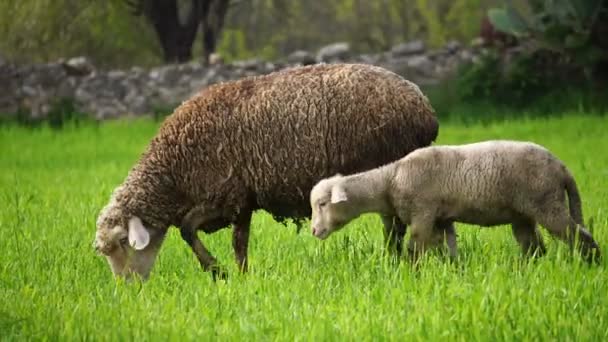 The sheep are feeding on grass — Stock Video
