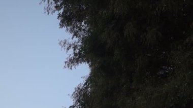Istanbul Türkiye Dikilitas Antik anıt