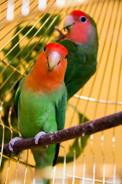 iki güzel yeşil papağan muhabbet kuşları agapornis altın kafeste