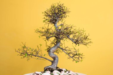 sanat formu kullanarak ağaç - yeşil yemyeşil Bonsai Karaağaç parvifolia - yeni yaprakları ilkbaharda büyümeye 