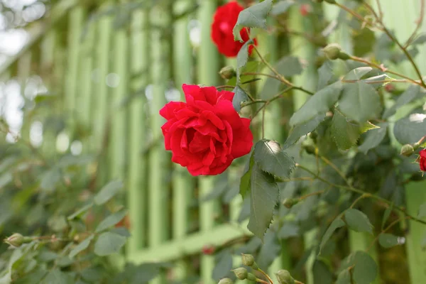 Vacker röd blommande ros blomma — Stockfoto