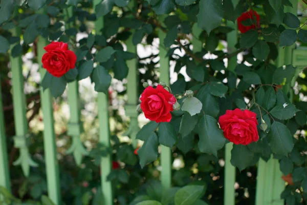 Belle fleur rose à fleurs rouges — Photo