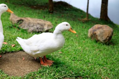 Yabani otlar üzerinde beyaz ördek