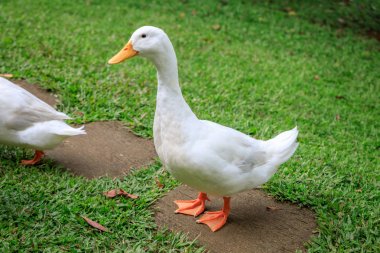 Yabani otlar üzerinde beyaz ördek