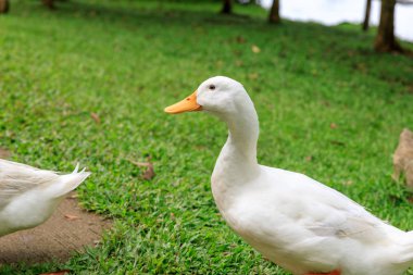Yabani otlar üzerinde beyaz ördek