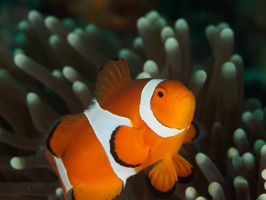 Amphiprion Ocellaris palyaço balığı