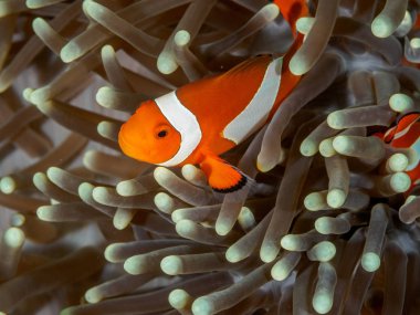 Amphiprion Ocellaris palyaço balığı