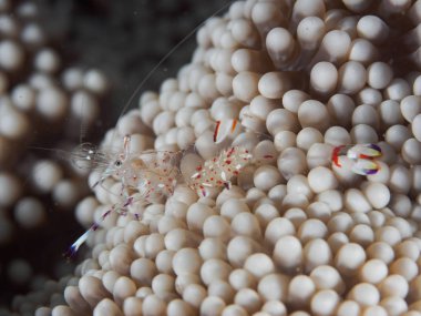Anemon karides veya yarı saydam karides (Periclimenes sp.) yakınındaki