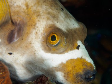 Kirpi balığı Close-Up