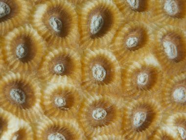 Denizaltı ayrıntı kubbe mercan