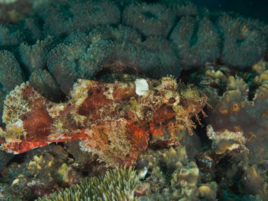 İskorpit mercan resifleri içinde kamufle