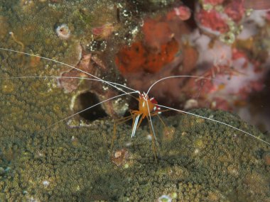 Temiz karides beyaz çizgili
