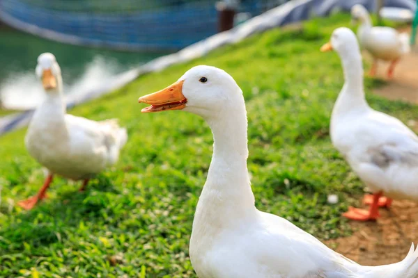 Weiße Enten auf dem wilden Gras — Stockfoto