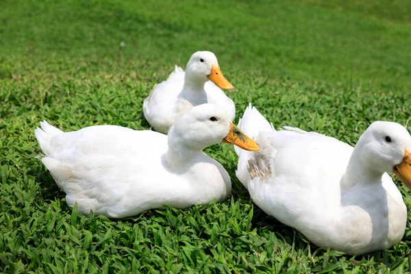 Weiße Enten auf dem wilden Gras — Stockfoto