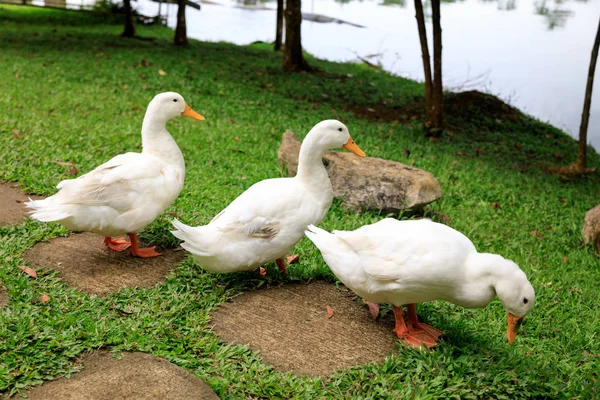 Weiße Enten auf dem wilden Gras — Stockfoto