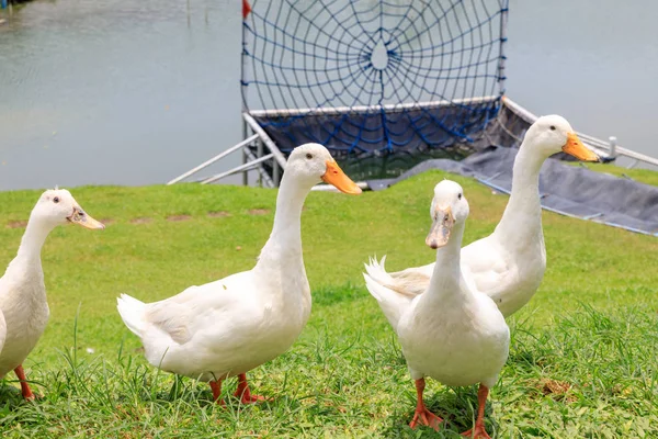 Patos blancos en la hierba silvestre — Foto de Stock