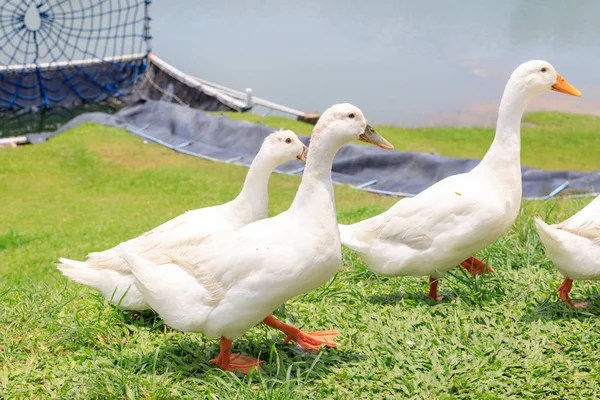 Weiße Enten auf dem wilden Gras — Stockfoto