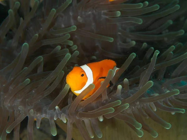 Amphiprion Ocellaris клоун — стокове фото