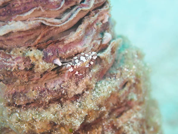 Краб на анемона корал — стокове фото