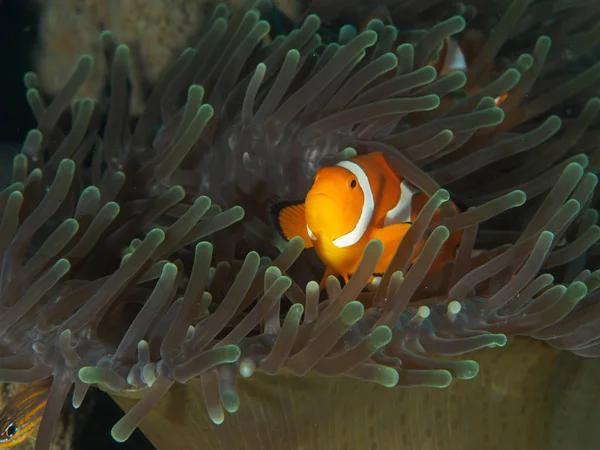 Anemonenfische — Stockfoto