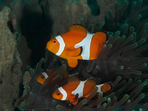 Amphiprion Ocellaris клоун — стокове фото