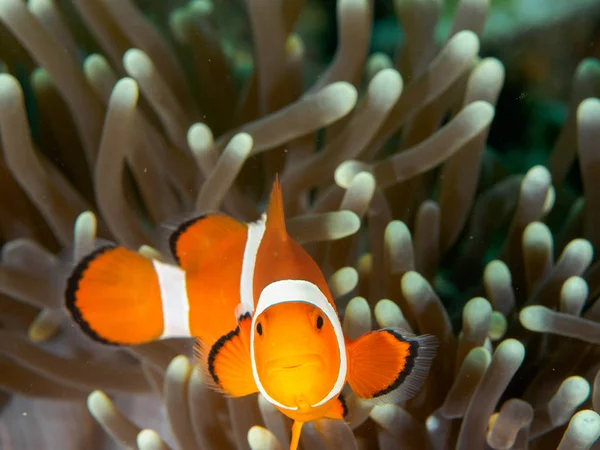 Amphiprion Ocellaris Clownfish — Stockfoto