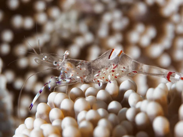 Anemone shrimp or translucent shrimp (Periclimenes sp.) near the — Stock Photo, Image