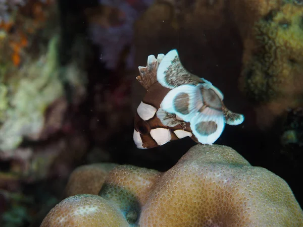 Симпатичні солодкі джунглі Харлекіна (Plectorhinchus chaetonoides — стокове фото