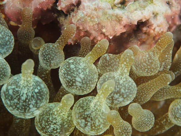 Деталь anemone — стокове фото