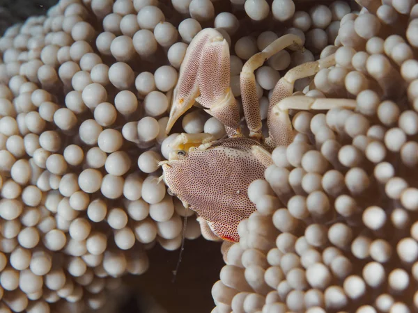 Porcelain Crab on Anemone — Stock Photo, Image