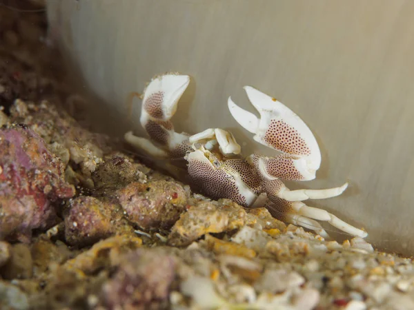 Porcelain Crab on Anemone — Stock Photo, Image