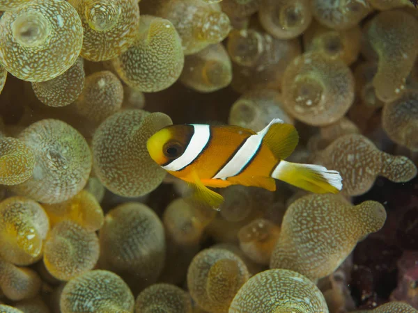 Žlutá detail Clownfish — Stock fotografie