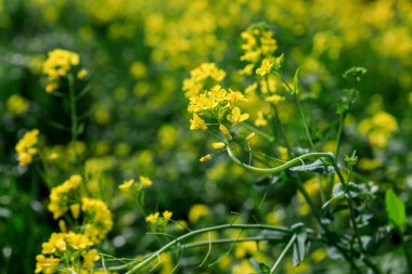 Jeju adasında kanola blossm