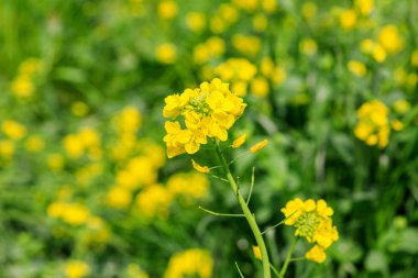 Jeju adasında kanola blossm