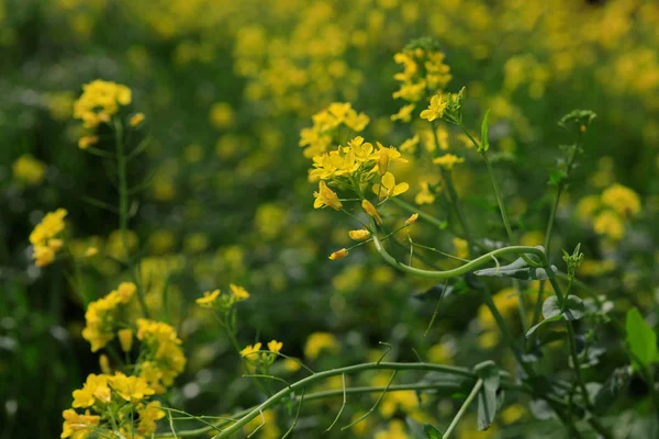 Canola blossm em Jeju Island — Fotografia de Stock